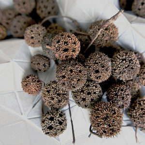 Sweetgum Balls, +/- 44 pcs