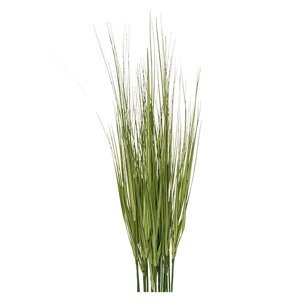 36" Japanese Silver Grass, unpotted 19 bunch set