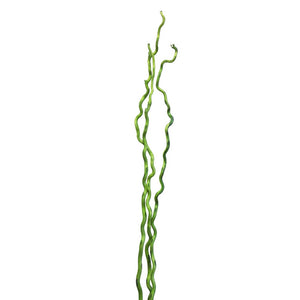 Kuwa Branch, Green 5-6'