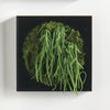 Mini Green Wall 12"SQ Crassula Hanging