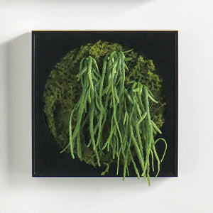 Mini Green Wall 12"SQ Crassula Hanging