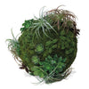 California Mix Moss Sphere