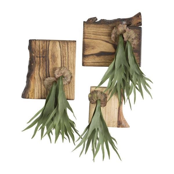 Mini Staghorn Fern