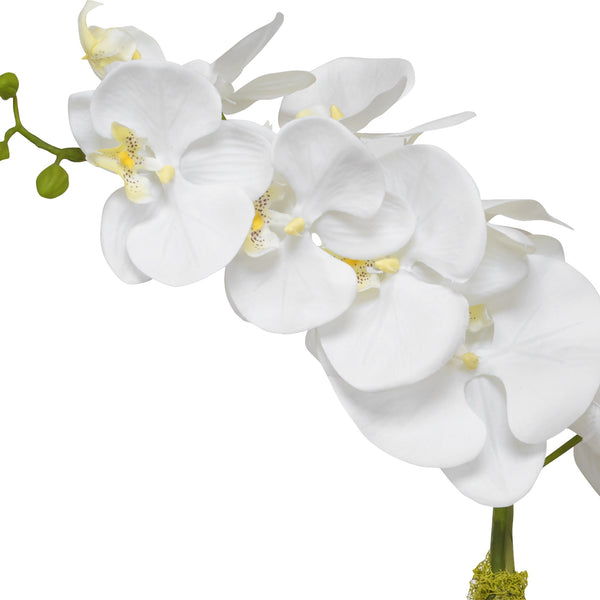 Cami Orchid With Brass Pot