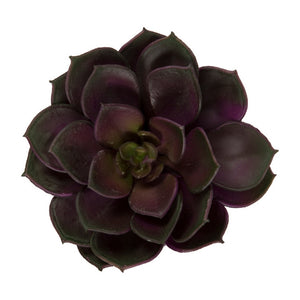 Mini Echeveria, 4"D burgundy
