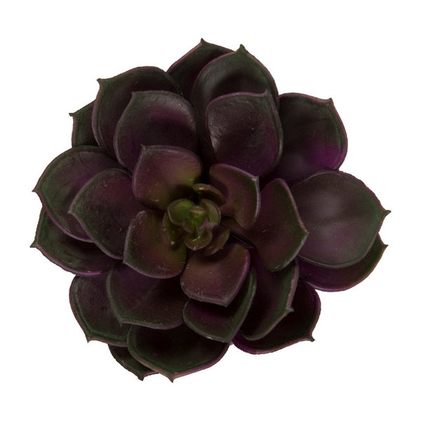 Mini Echeveria, 4"D burgundy