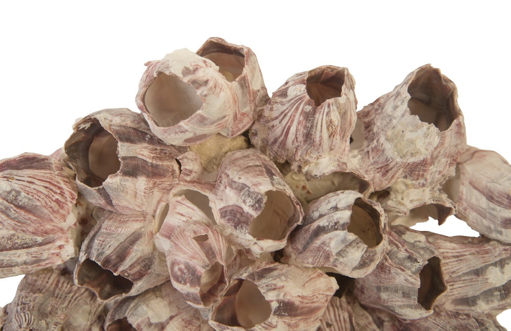 Barnacle Cluster Wall Art, Large