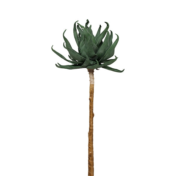 Aloe Stem 42"H w/out Pot