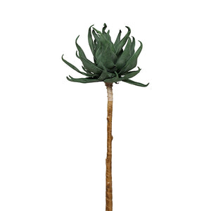 Aloe Stem 42"H w/out Pot