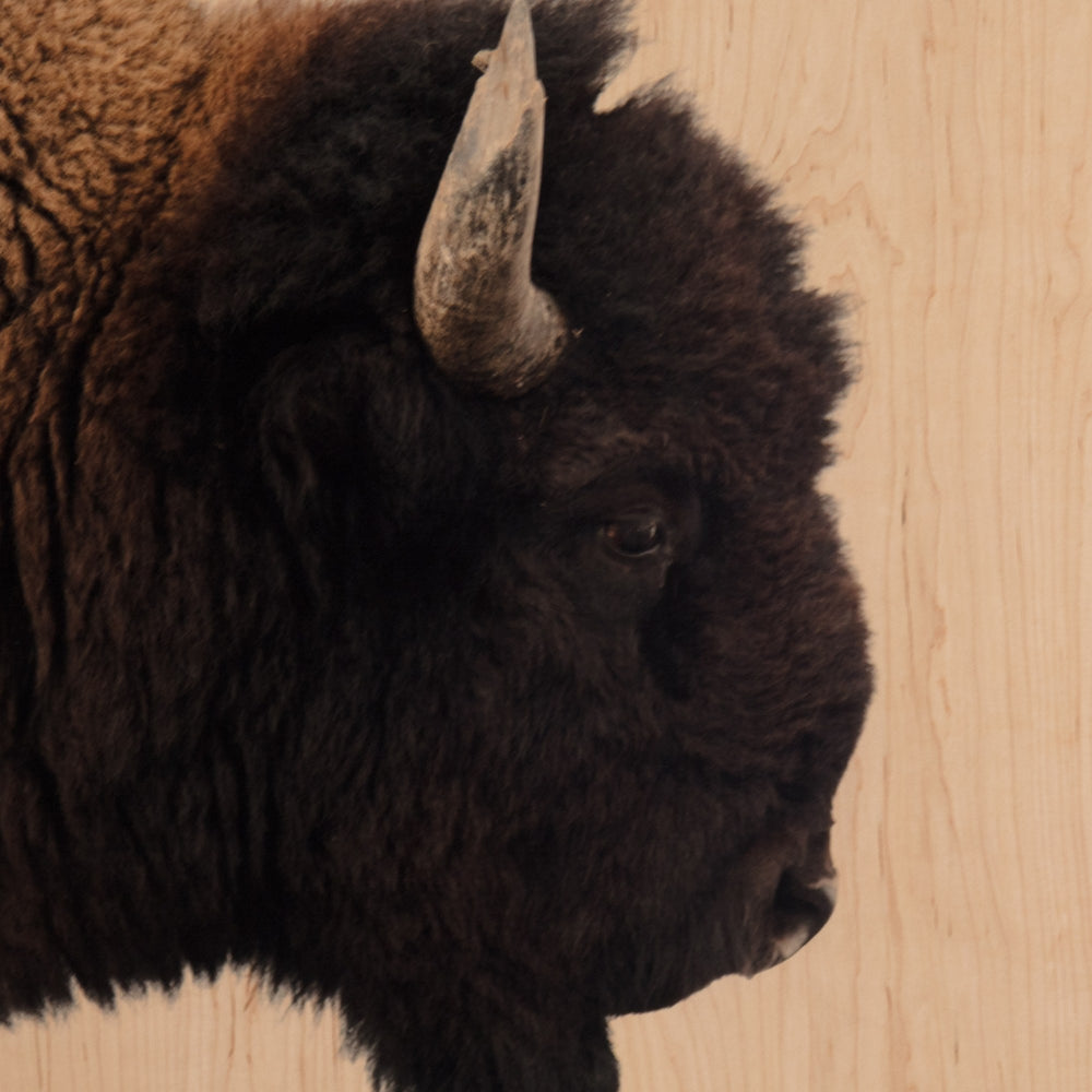 American Bison-Maple Box 60"x40"