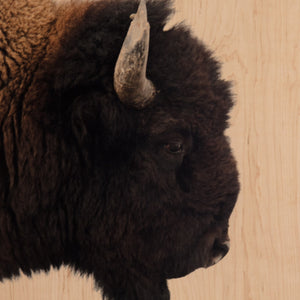 American Bison-Maple Box 60"x40"