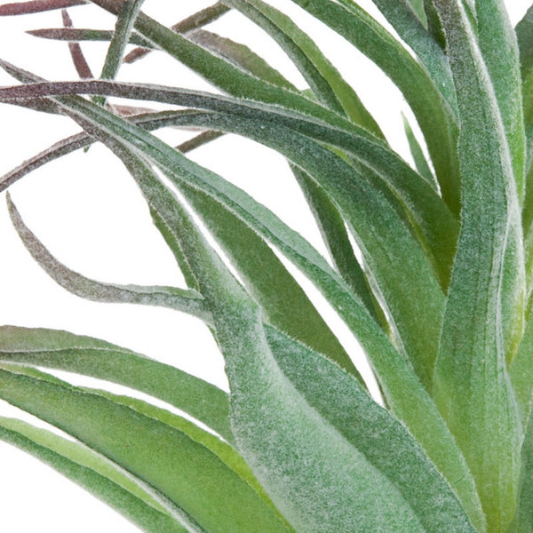 Ionantha Air Plant w/ Flocking