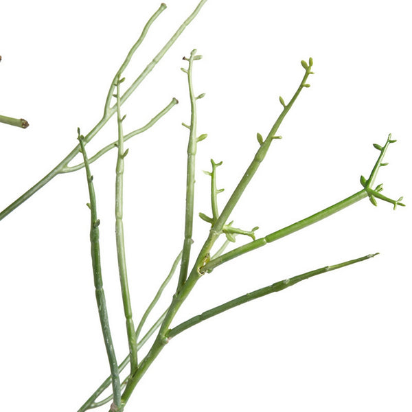 Pencil Cactus, green
