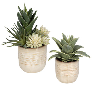 Seaside Succulents, Set/2
