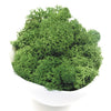 Reindeer Moss, Dark Green