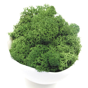 Reindeer Moss, Dark Green