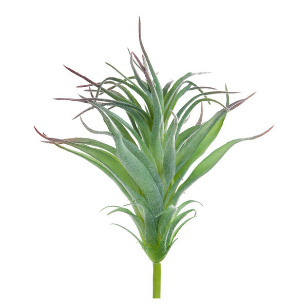 Ionantha Air Plant w/ Flocking