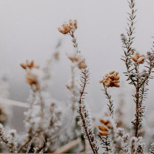 In The Details Ii By Annie Spratt