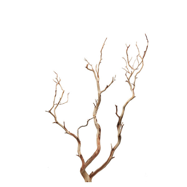 Sandblasted Manzanita