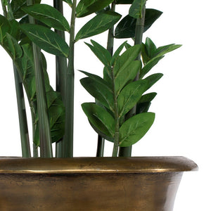 Zamifolia in Drum Urn
