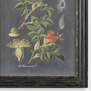 Midnight Botanicals Wall Art S/2