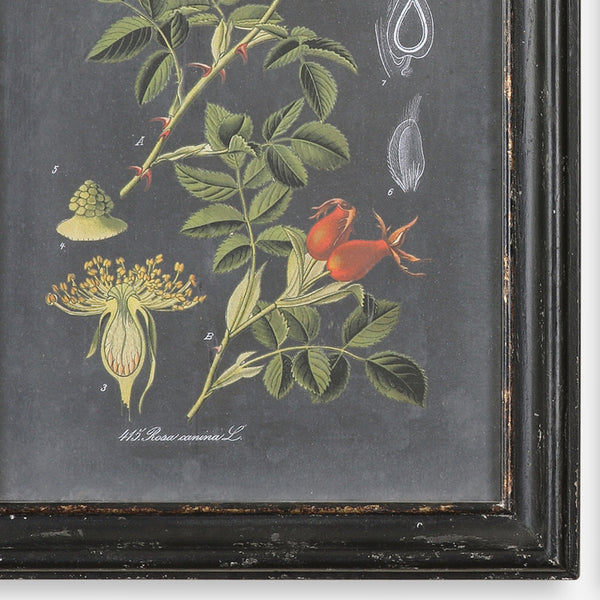Midnight Botanicals Wall Art S/2