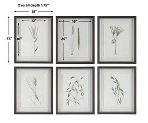 Forest Finds Framed Prints, S/6