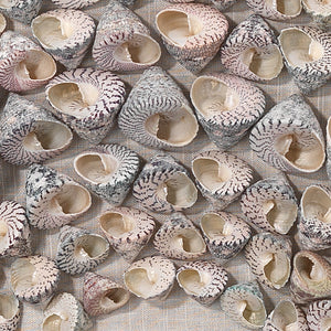 Bora Bora Framed Wall Art, Taupe Snail Shell