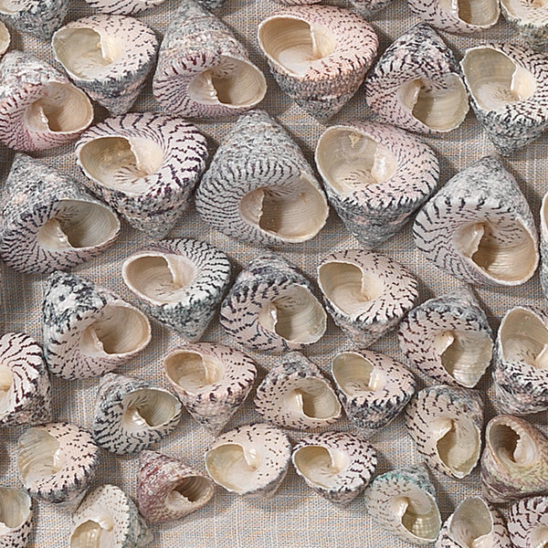 Bora Bora Framed Wall Art, Taupe Snail Shell
