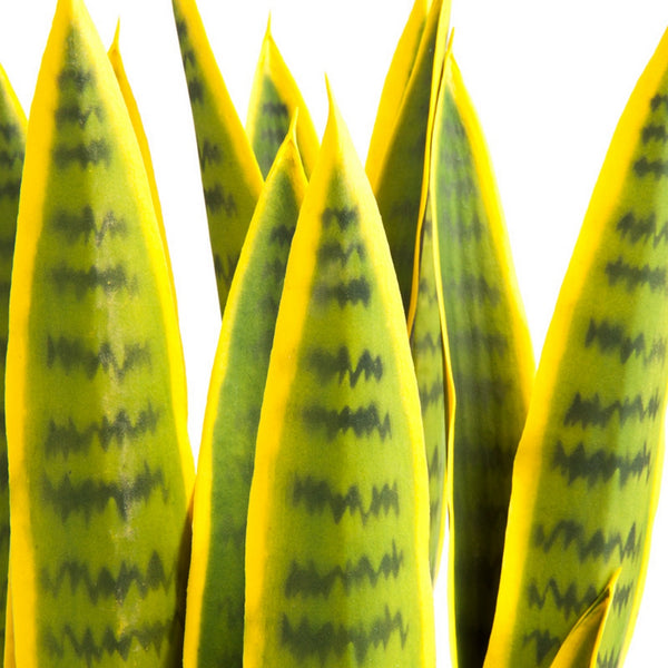 Sansevieria Plant Set Unpotted, Yellow/Green