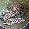 Magnolia Pod, +/- 5 pcs