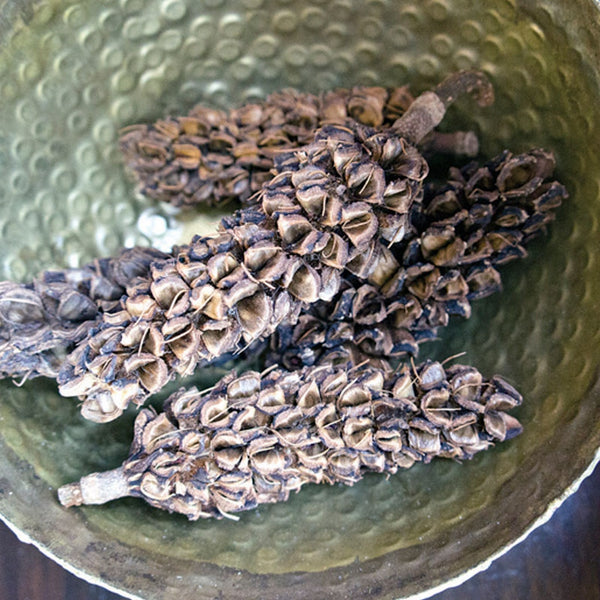 Magnolia Pod, +/- 5 pcs