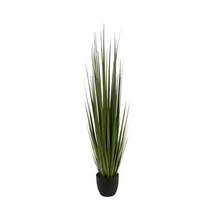 Potted Century Grass