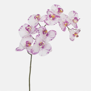 Orchid Spotted Phalaenopsis 28"L Stem