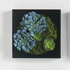 Mini Green Wall 12"SQ Silver Echeveria