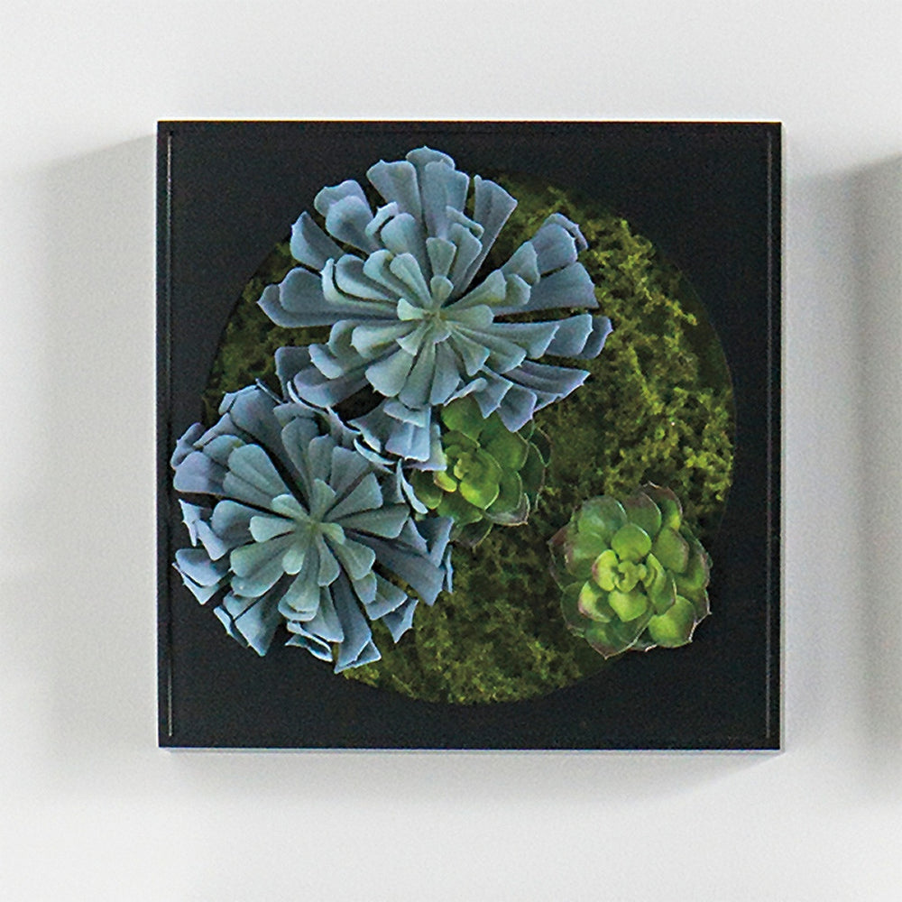 Mini Green Wall 12"SQ Silver Echeveria