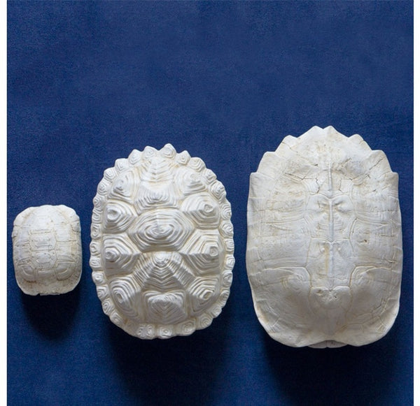 Snapping Turtle Shell