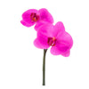 Orchid Fuchsia Phalaenopsis Pick x2