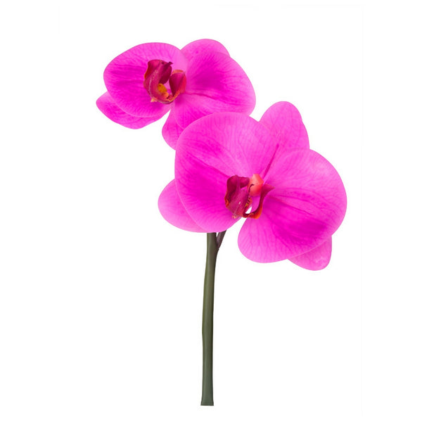 Orchid Fuchsia Phalaenopsis Pick x2