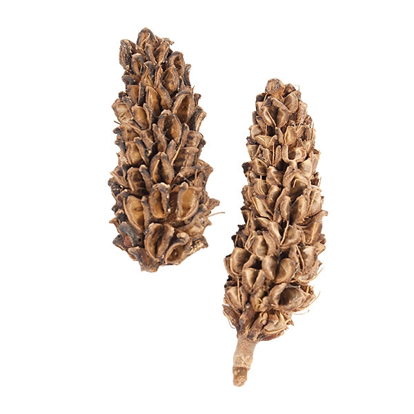 Magnolia Pod, +/- 5 pcs