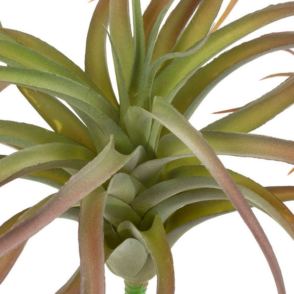 Tillandsia LG 12"D Bronze