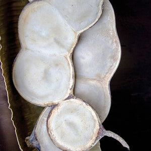 Entada Bean, Bleached