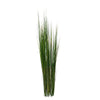 Onion Grass, 50"green,UNPOTTED