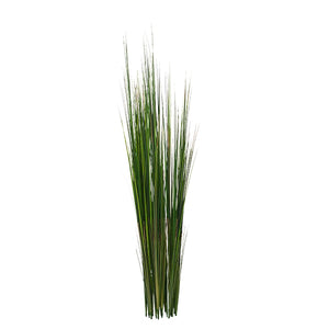 Onion Grass, 50"green,UNPOTTED