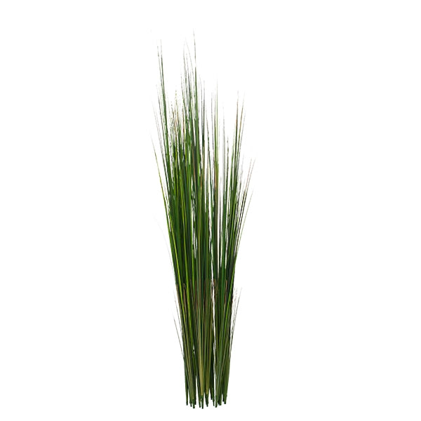Onion Grass, 50"green,UNPOTTED