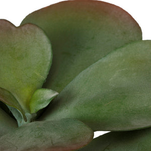 Paddle Kalanchoe LG Two-Tone