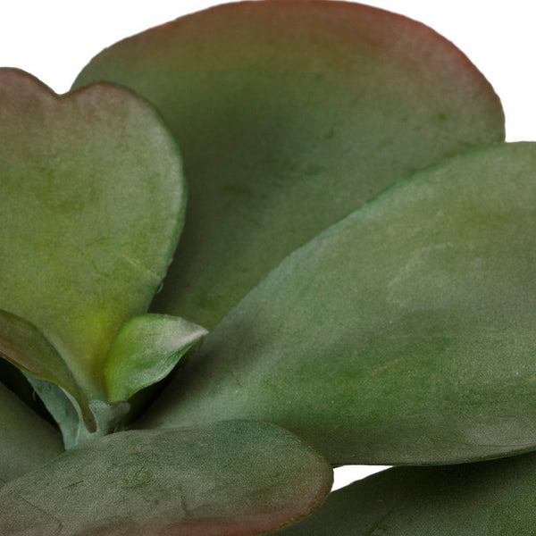 Paddle Kalanchoe LG Two-Tone