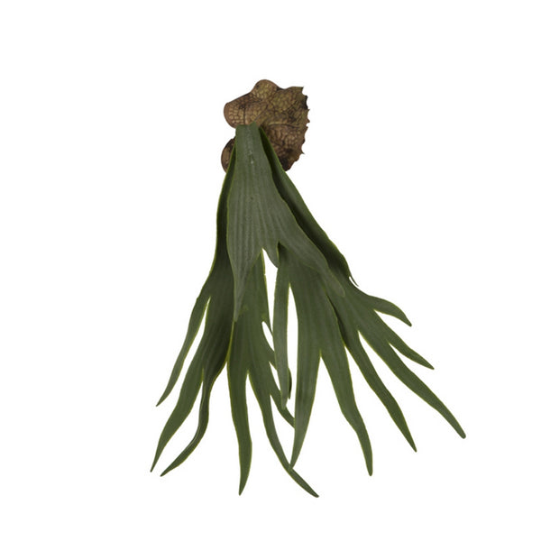 Mini Staghorn Fern