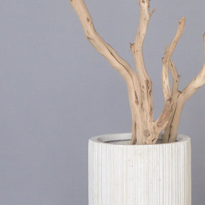 Sandblasted Manzanita Tree in Small Linea Planter