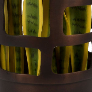 Sansevieria in Kyoto Vase